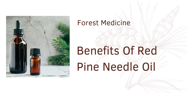 Benefits of red pine needle oil blog from the om shoppe