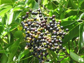 The berries of a vitex shrub