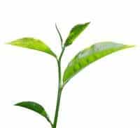 fresh green tea leaf