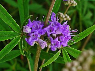 The purple vitex flower