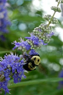 A bee pollinating a vitex flower
