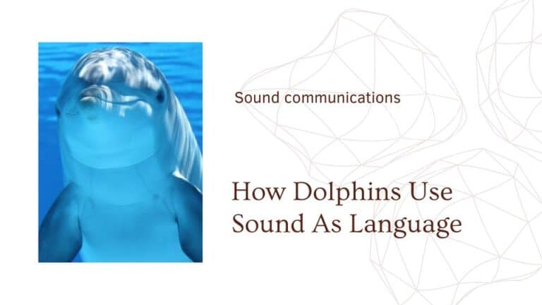 Dolphin language blog cover image of dolphin